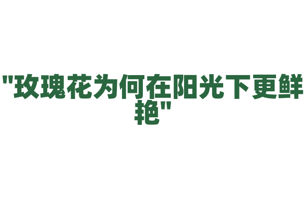 "玫瑰花为何在阳光下更鲜艳"